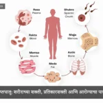 Sapta Dhatu in Ayurveda: Foundation of Strength, Immunity and Healing