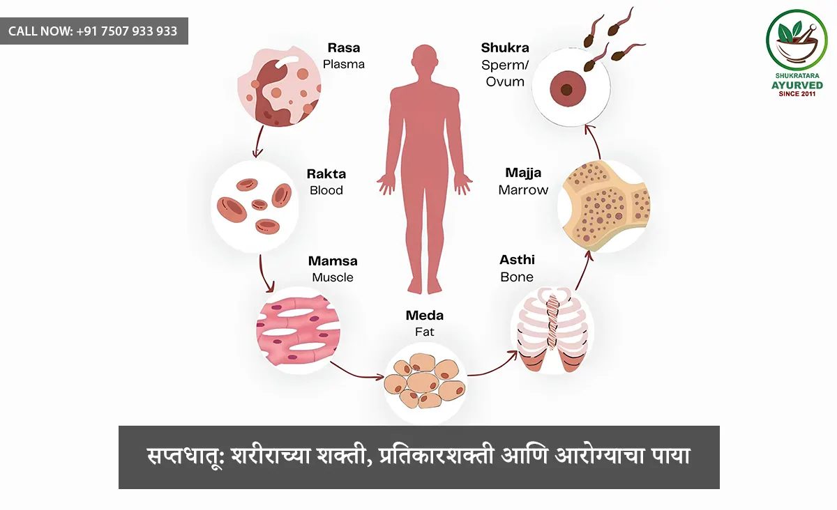 Sapta Dhatu in Ayurveda: Foundation of Strength, Immunity and Healing